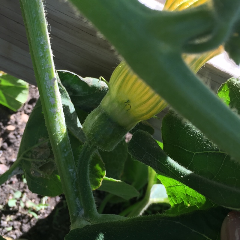 Plant image Cucurbita Maxima 'Buttercup'