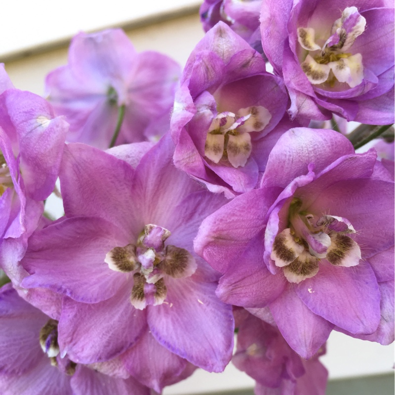 Plant image Delphinium millenium 'Pink Punch'