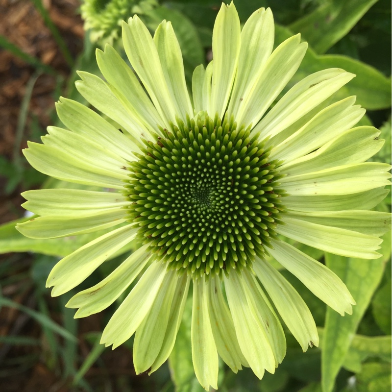 Plant image Echinacea purpurea 'Green Jewel' syn. Echinacea 'Green Jewel'