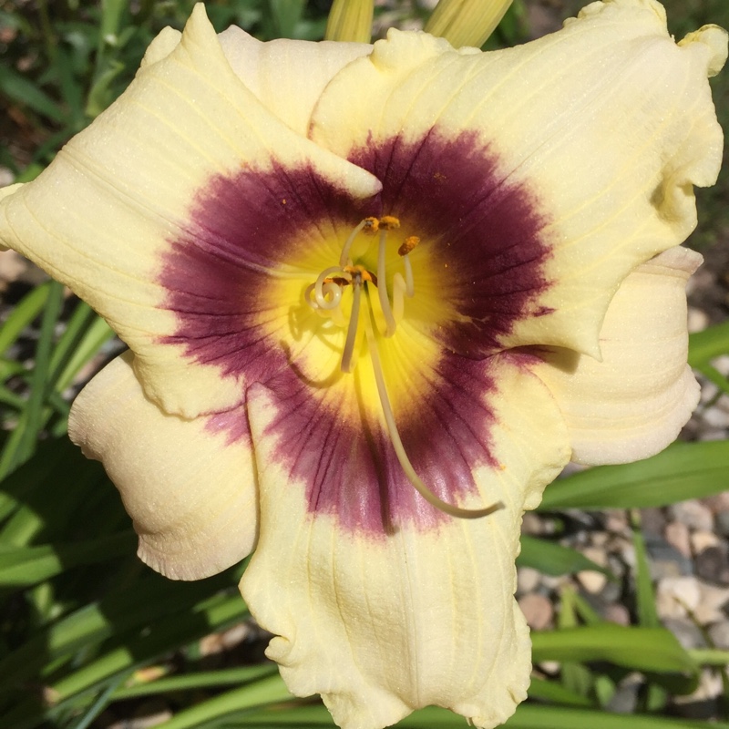 Plant image Hemerocallis 'Pandora's Box'