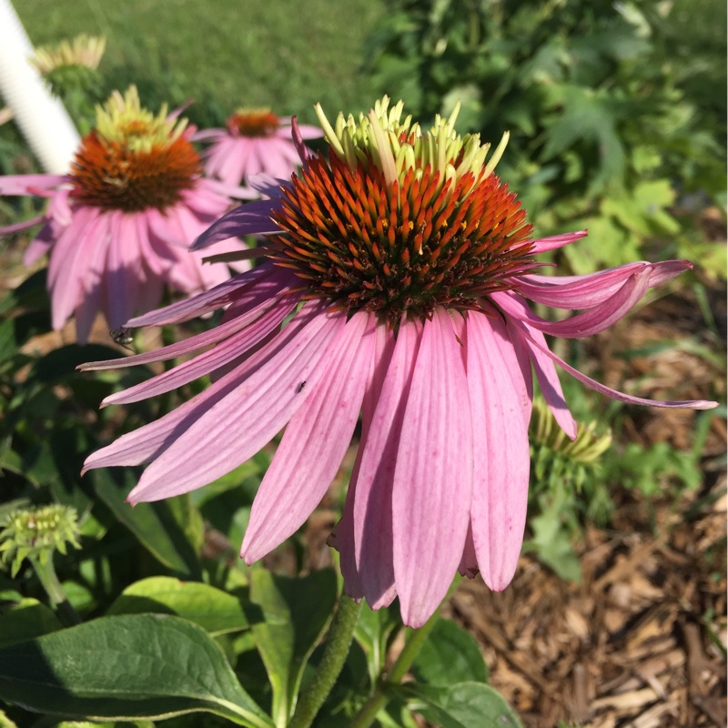 Plant image Echinacea purpurea 'Doubledecker' syn. Echinacea 'Doppelganger'