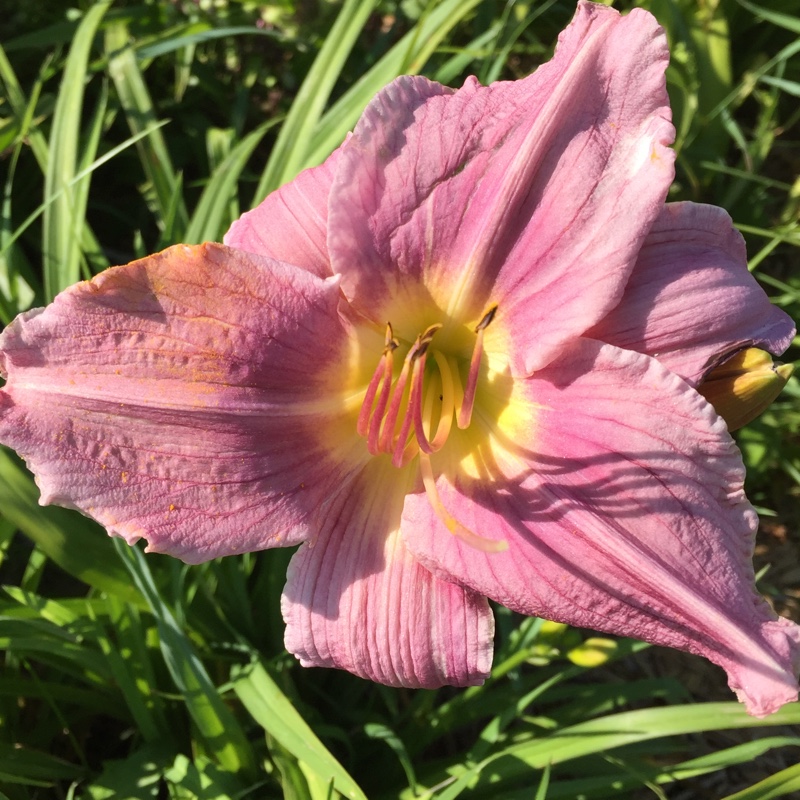 Plant image Hemerocallis 'Purple De Oro'