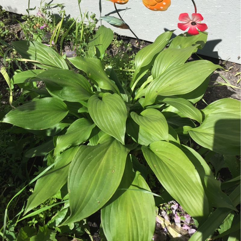 Plant image Hosta 'Gold Standard'