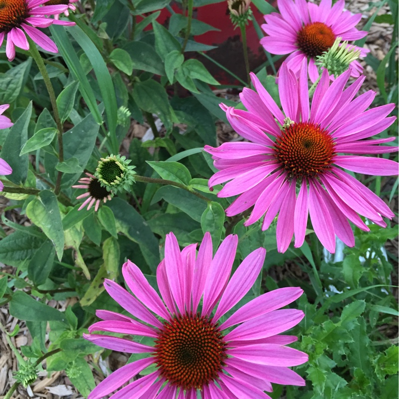 Plant image Echinacea purpurea 'Rubinstern' syn Echinacea purpurea 'Ruby Star'