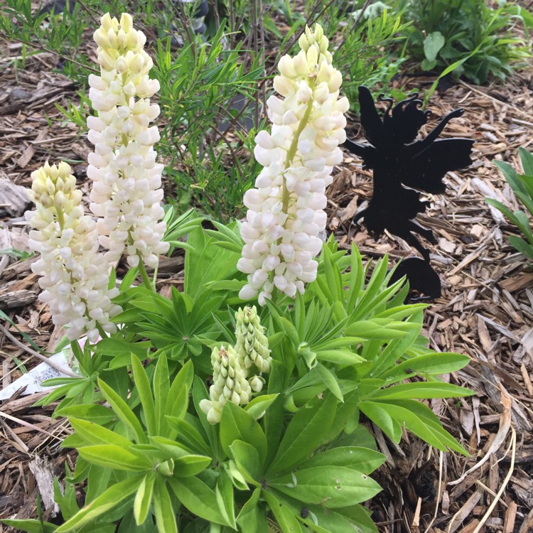 Plant image Lupinus 'Gallery White'