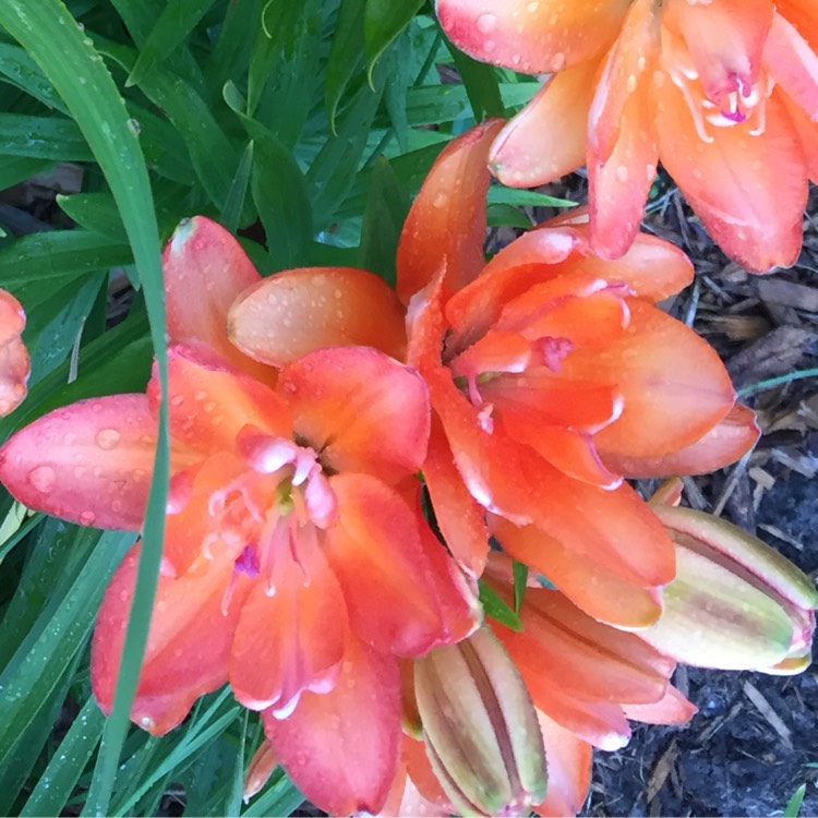 Plant image Lilium 'Tiny Double You'