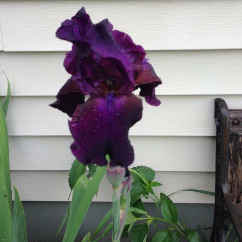 Plant image Iris chrysographes Black-Flowered syn. Iris chrysographes Black-form