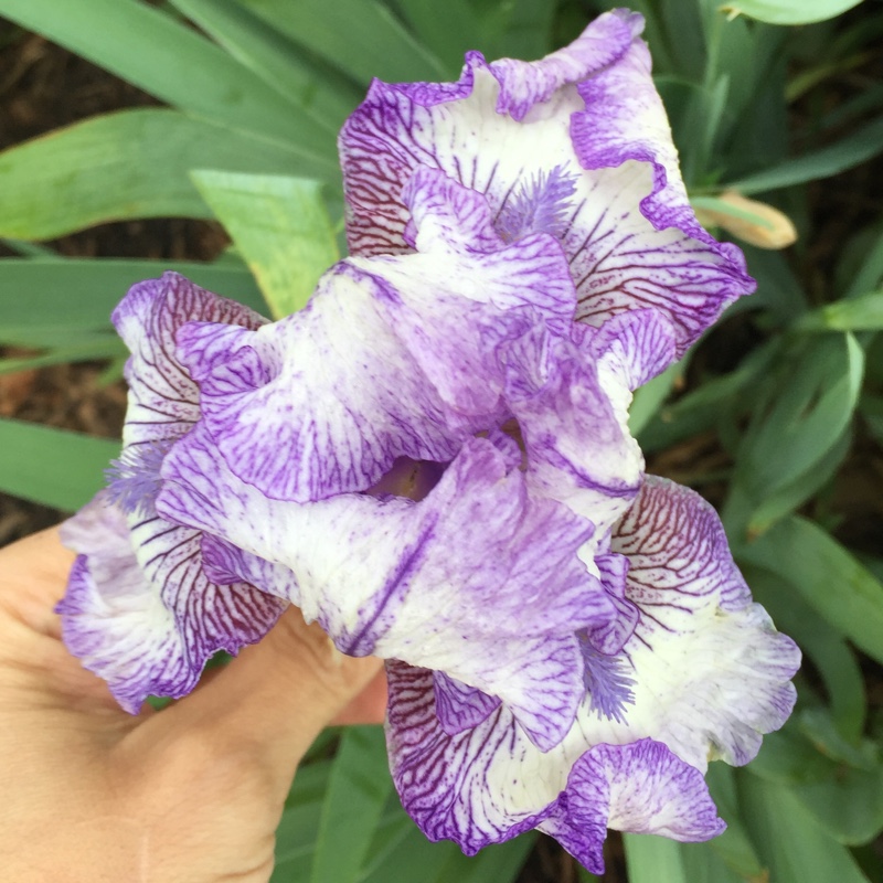 Plant image Iris x germanica 'Autumn Circus'