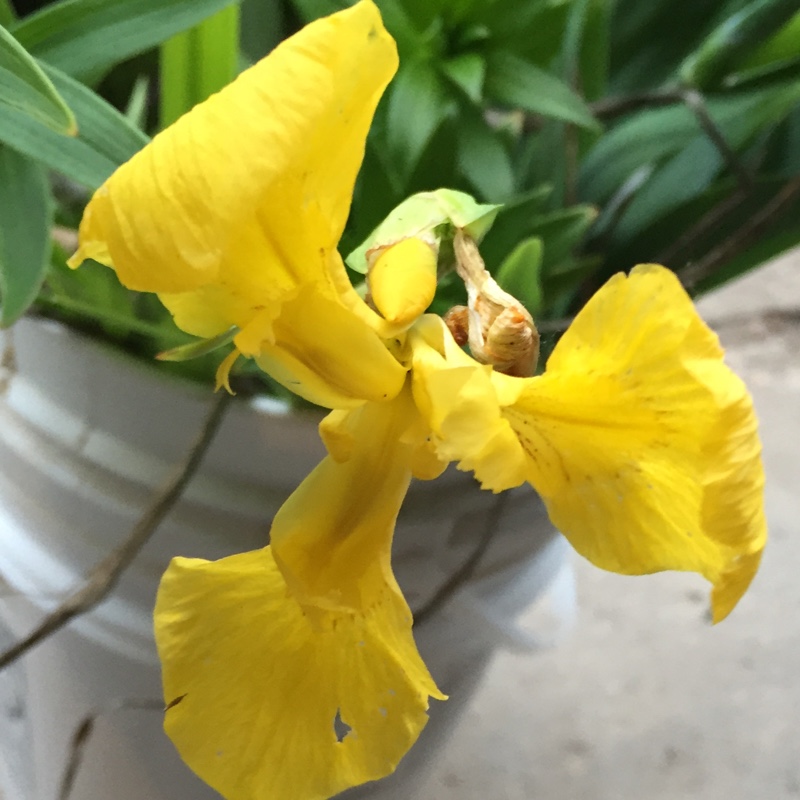 Plant image Iris sibirica 'Butter and Sugar'