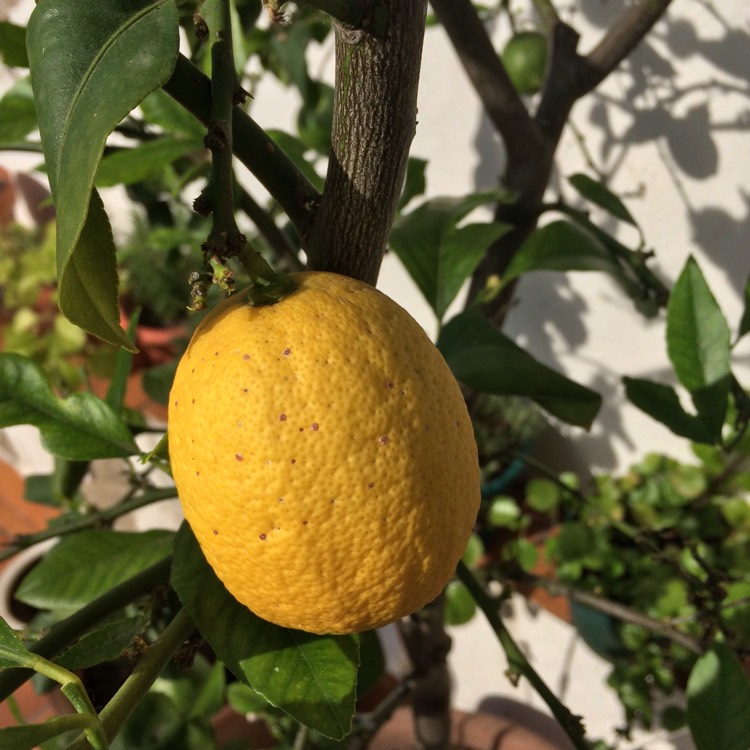 Citrus limon syn. Citrus x limonia, Lemon Tree - uploaded by @mayaqmadams