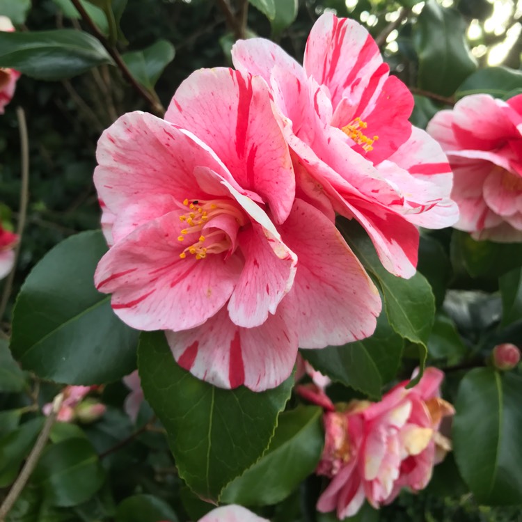 Plant image Camellia japonica 'Lavinia Maggi' syn. Camellia japonica 'Contessa Lavinia Maggi'