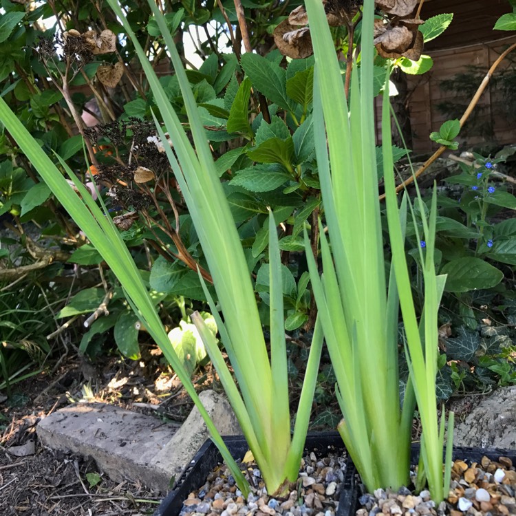 Plant image Iris Pseudacorus 'Marginatus'