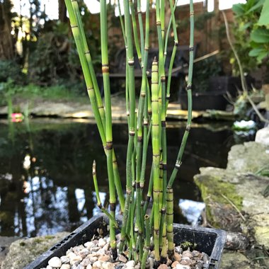 Equisetum Hyemale syn. Equisetum Japonica