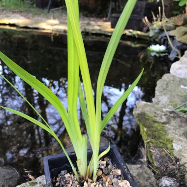 Iris ensata 'Rowden Satrap'