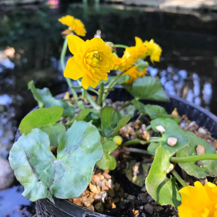 Plant image Caltha Palustris 'Flore Pleno'