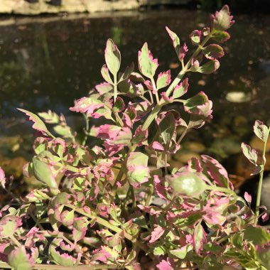 Oenanthe Fistulosa 'Flamingo'