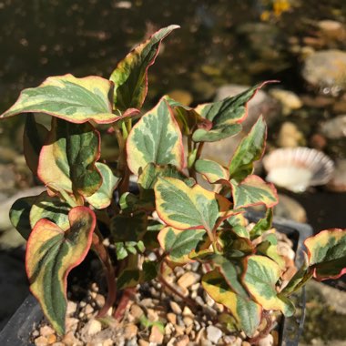 Houttuynia cordata 'Chameleon' syn. Houttuynia cordata 'Court Jester', Houttuynia cordata 'Flame', Houttuynia cordata 'Tricolour', Houttuynia cordata 'Variegata', Houttuynia foetida