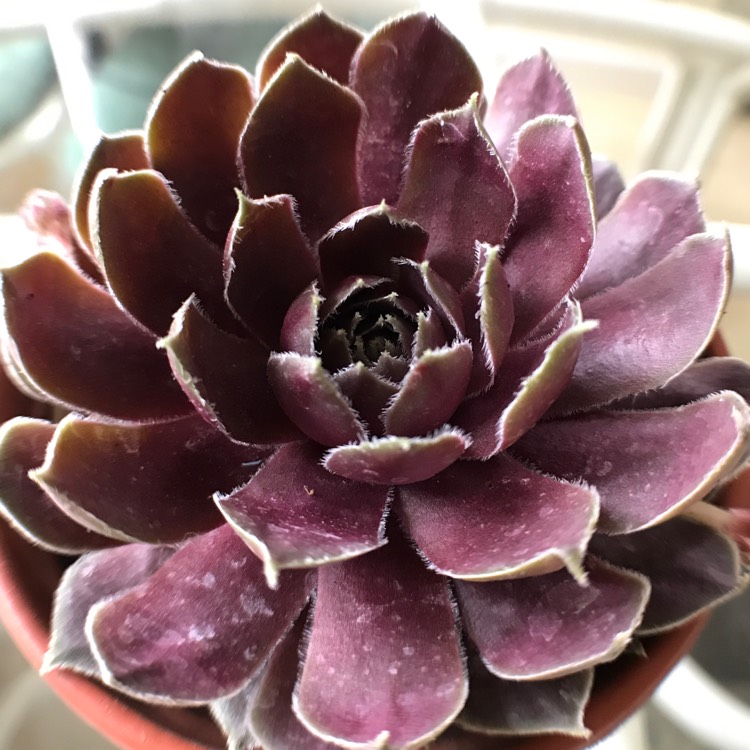 Plant image Sempervivum Ruby Heart