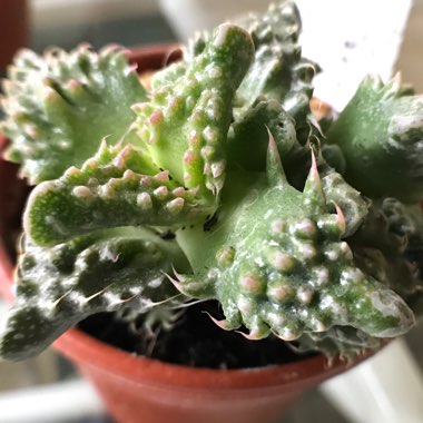 Faucaria 'Super Warty Tiger Jaws'