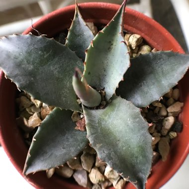 Cabbage Head Agave