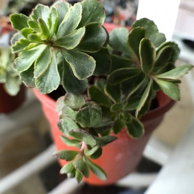 Variegated orange stonecrop