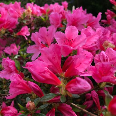 Azalea