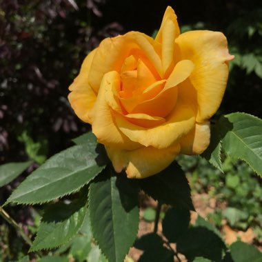 Rose 'Sunny Sky' (Hybrid Tea)