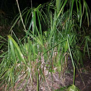 New Zealand Moss