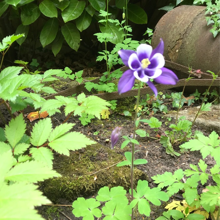 Plant image Aquilegia vulgaris 'Winky Blue And White'