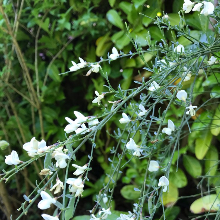 Plant image Cytisus x praecox 'Albus'