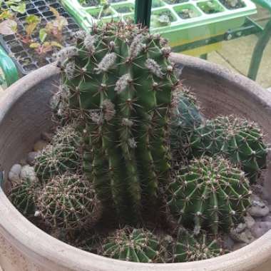 Echinopsis oxygona syn. Echinopsis eyriesii, Echinopsis multiplex, Echinopsis tubiflora