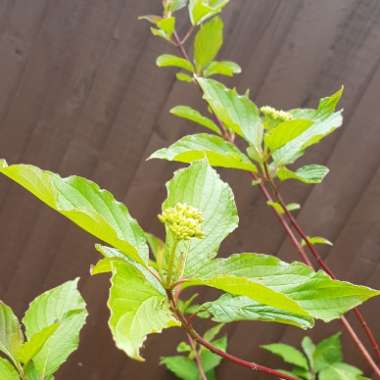 Cornus alba 'Sibirica'