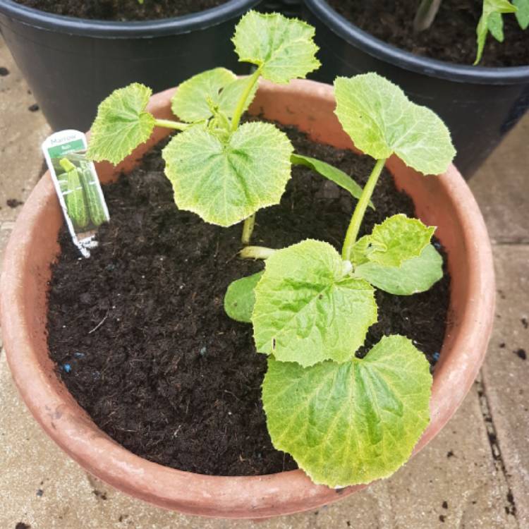 Plant image Cucurbita Pepo 'Badger Cross'