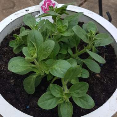 Petunia tumbelina 'Damson Ripple'