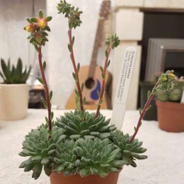 Echeveria Setosa var. Deminuta