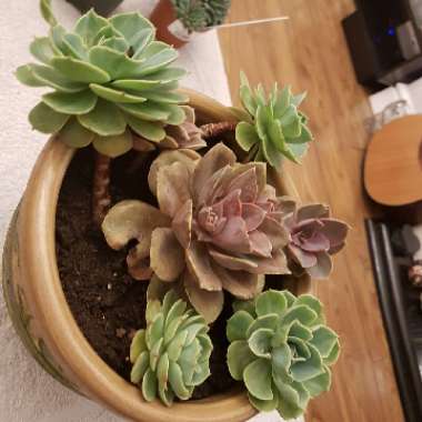 Echeveria