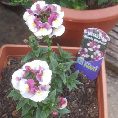 Nemesia