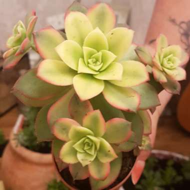 Aeonium 'Kiwi'