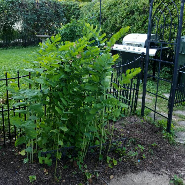 Plant image Polygonatum commutatum