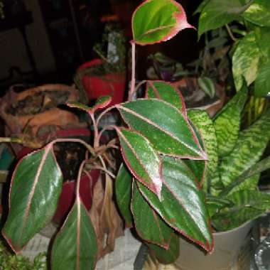 Aglaonema 'Siam'