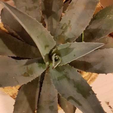 Agave