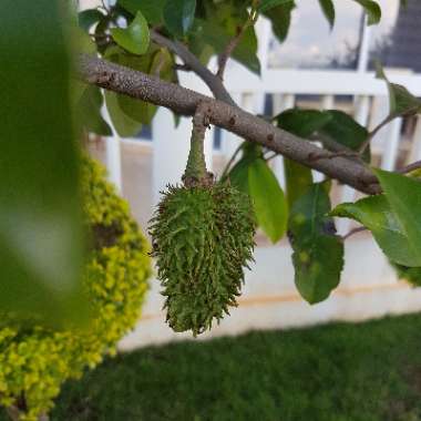 Annona muricata