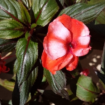 Impatiens hawkerii