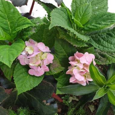 Hydrangea macrophylla 'Bailmer' (Endless Summer Series) syn. Hydrangea macrophylla 'Endless Summer', Hydrangea macrophylla 'The Original'