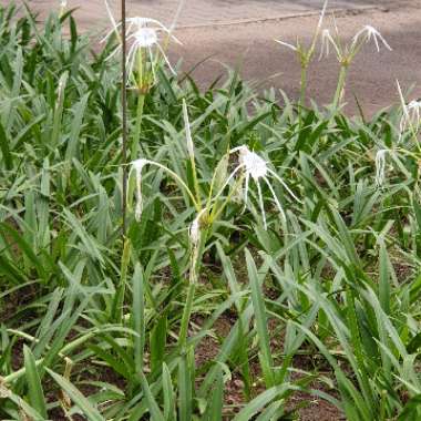 Beach Spider Lily