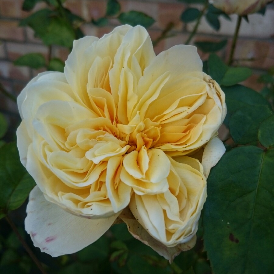 Rose 'Sparkle & Shine'