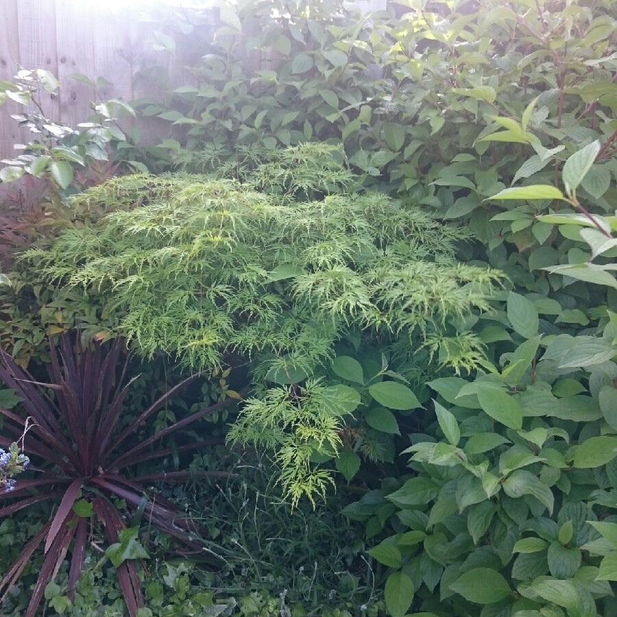 Japanese Maple 'Orange Dream'