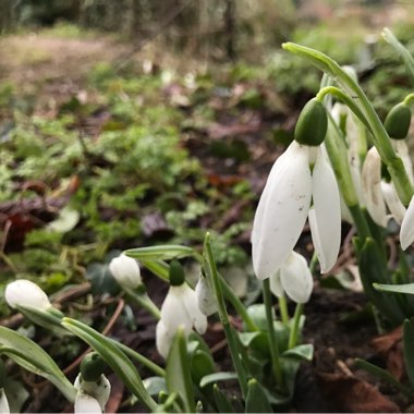 Snowdrop (Species) Common Snowdrop