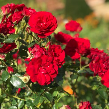 Rose 'Lynda Bellingham' (Hybrid Tea)