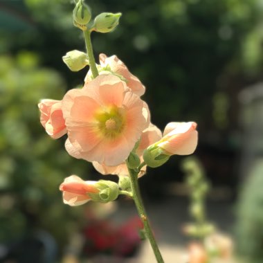 Strawberry Foxglove